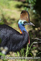 Southern Cassowary Photo - Gary Bell