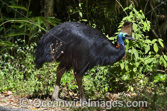 Southern Cassowary photo