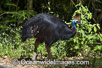 Southern Cassowary Photo - Gary Bell