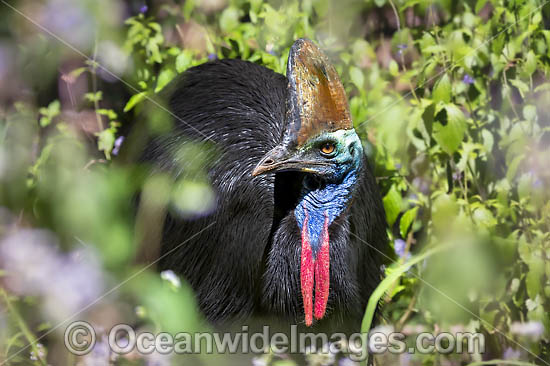 Southern Cassowary photo