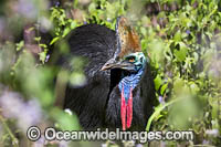 Southern Cassowary Photo - Gary Bell