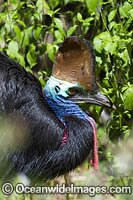 Southern Cassowary Photo - Gary Bell