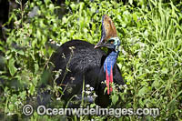 Southern Cassowary Photo - Gary Bell