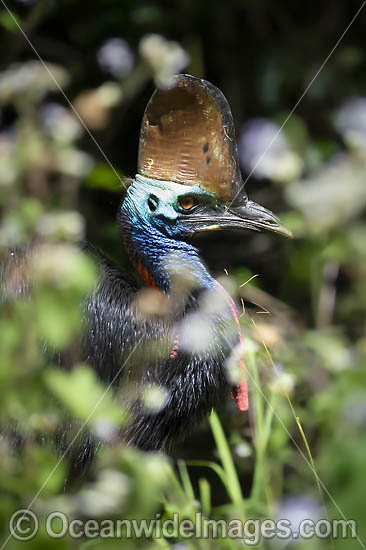 Southern Cassowary photo
