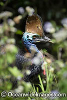 Southern Cassowary Photo - Gary Bell
