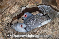 Diamond Dove Photo - Gary Bell