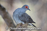 Diamond Dove Photo - Gary Bell
