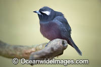 White-browed Woodswallow Photo - Gary Bell