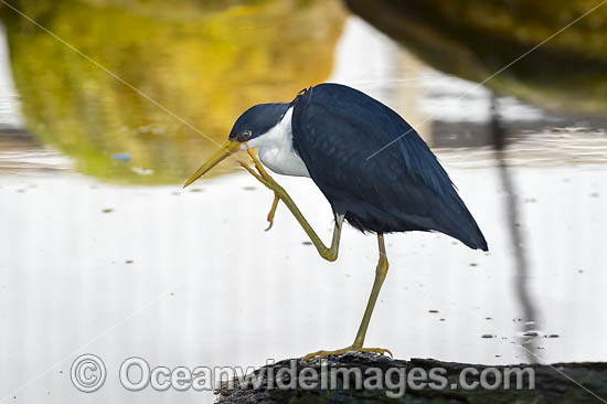 Pied Heron fishing photo Pied Heron fishing photo