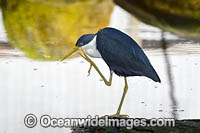 Pied Heron fishing Photo - Gary Bell