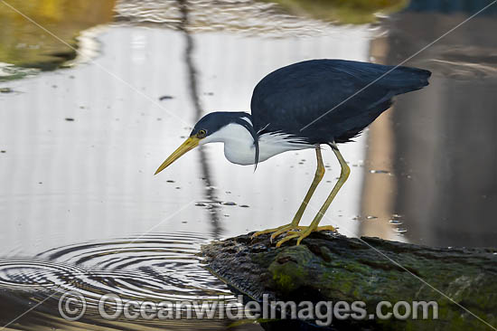 Pied Heron photo Pied Heron photo