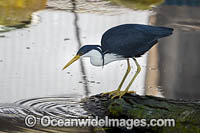 Pied Heron Photo - Gary Bell