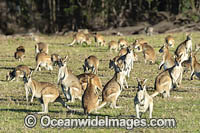 Agile Wallaby Photo - Gary Bell