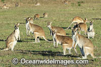 Agile Wallaby Photo - Gary Bell