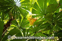 Fan Palm Forest Photo - Gary Bell