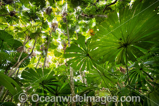 Fan Palm Forest photo
