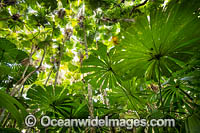 Fan Palm Forest Photo - Gary Bell