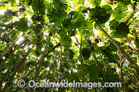 Fan Palm Forest Photo - Gary Bell