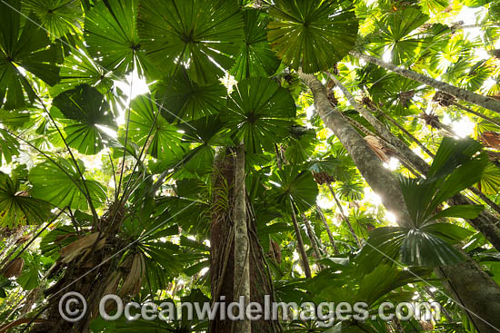 Fan Palm Forest photo