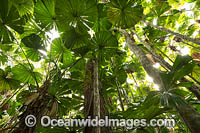Fan Palm Forest Photo - Gary Bell