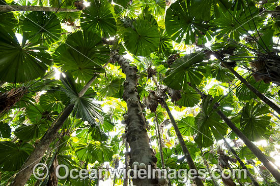 Fan Palm Forest photo