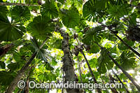 Fan Palm Forest Photo - Gary Bell