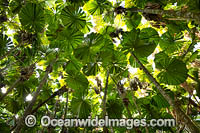 Fan Palm Forest Photo - Gary Bell