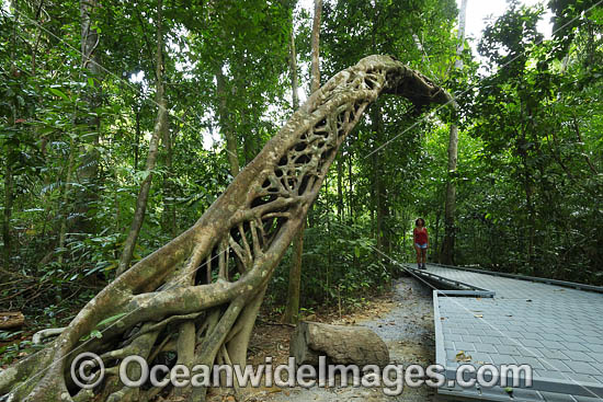 Strangler Fig Tree photo