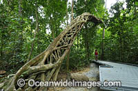 Strangler Fig Tree Photo - Gary Bell