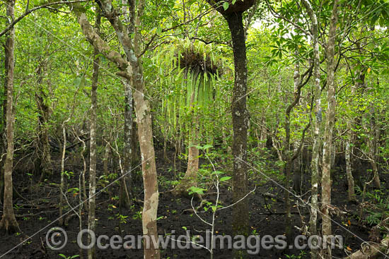 Mangroves Cape Tribulation photo Mangroves Cape Tribulation photo