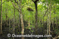 Mangroves Cape Tribulation Photo - Gary Bell
