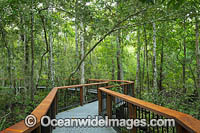 Mangrove Boardwarlk Photo - Gary Bell