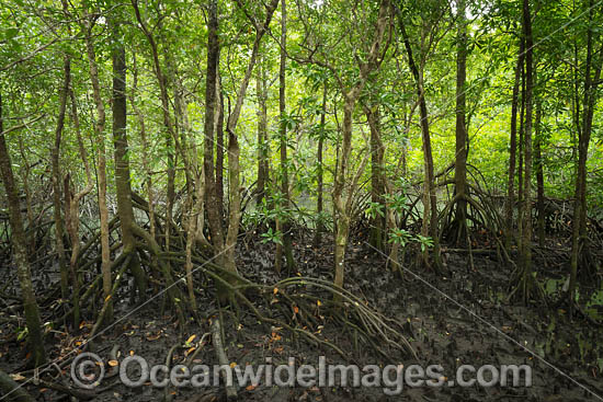 Mangroves Cape Tribulation photo Mangroves Cape Tribulation photo
