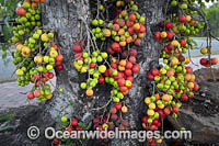 Cluster Fig Tree Photo - Gary Bell