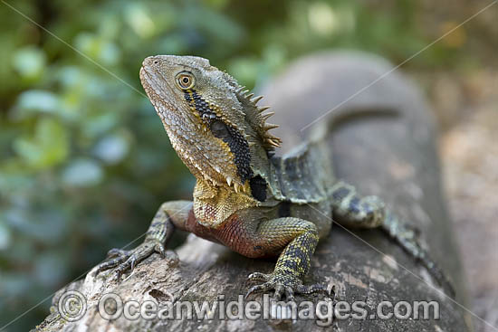 Water Dragon Australia photo