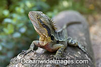 Water Dragon Australia Photo - Gary Bell