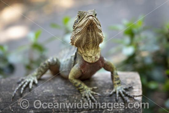 Water Dragon Australia photo