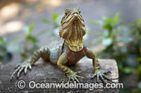 Water Dragon Australia Photo - Gary Bell