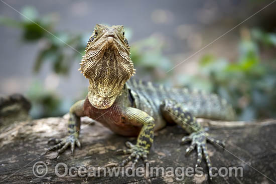 Water Dragon Australia photo