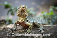 Water Dragon Australia Photo - Gary Bell