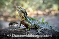 Water Dragon Australia Photo - Gary Bell
