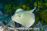 Yellow-back Stingaree Photo - Gary Bell