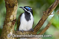 Blue-faced Honeyeater Photo - Gary Bell