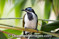Blue-faced Honeyeater Photo - Gary Bell