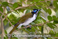 Blue-faced Honeyeater Photo - Gary Bell