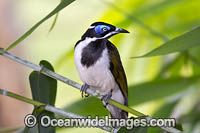 Blue-faced Honeyeater Photo - Gary Bell