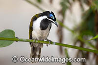 Blue-faced Honeyeater Photo - Gary Bell