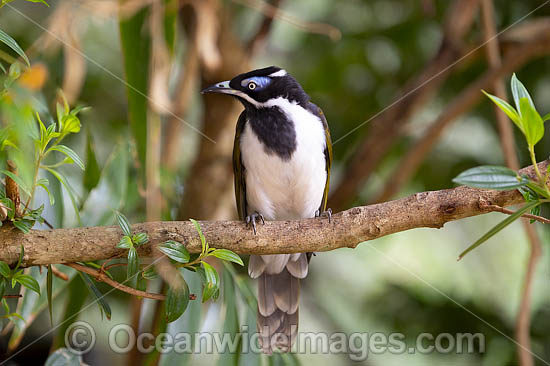 Blue-faced Honeyeater photo