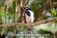 Blue-faced Honeyeater Photo - Gary Bell
