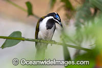 Blue-faced Honeyeater Photo - Gary Bell